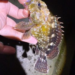 姫路の釣果情報少なくない!?