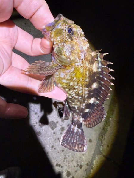 姫路の釣果情報少なくない!?