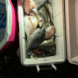 初のエサ釣り(イサキ)