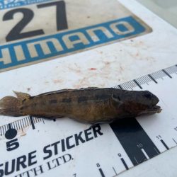 シロギスタ出陣