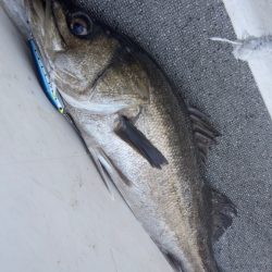 シーバス/キャスティング