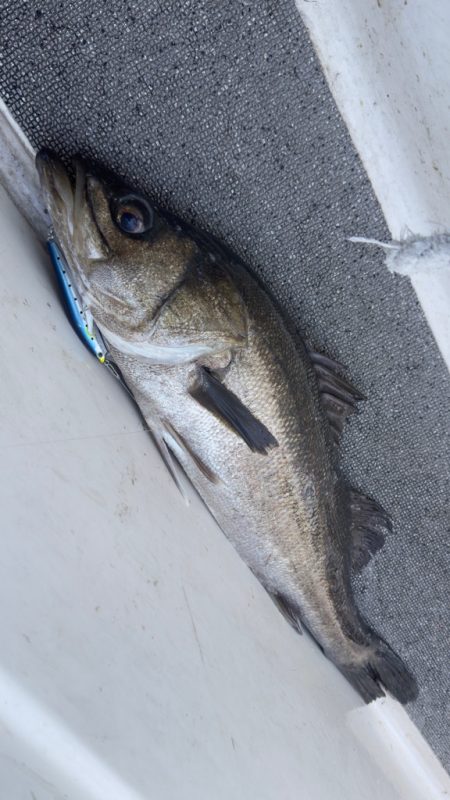 シーバス/キャスティング