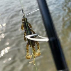 今年3枚目！(笑)