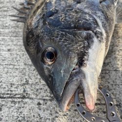 底物好調です♪