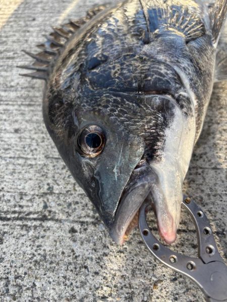 底物好調です♪