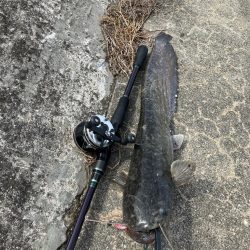 雨の後は良く釣れる
