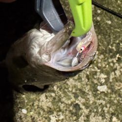 GW後半3日目でやっと釣果を報告できる事に！！