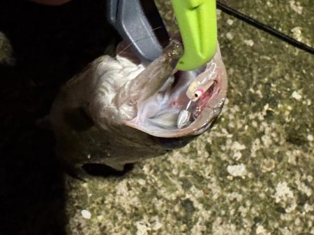 GW後半3日目でやっと釣果を報告できる事に！！