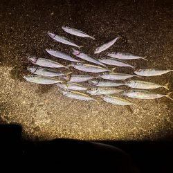 時合短いがポツポツと