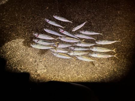 時合短いがポツポツと