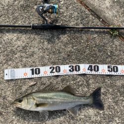 シーバスイワシパターン