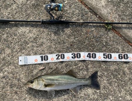 シーバスイワシパターン