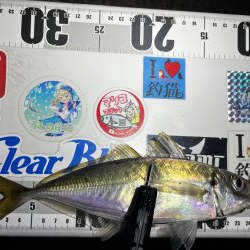 アジング>* ))))><