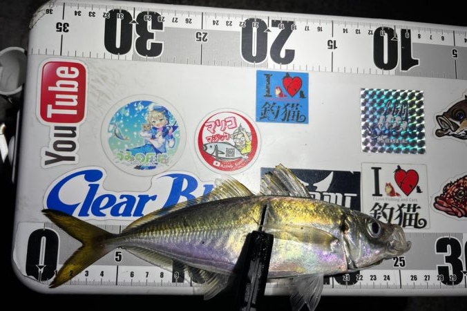 アジング>* ))))><