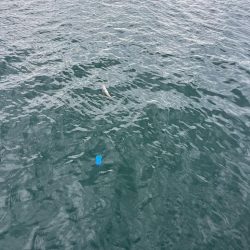 サビキ釣りとノマセ