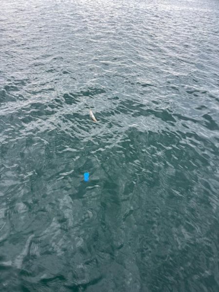 サビキ釣りとノマセ