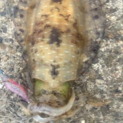 春イカ　爆釣でした