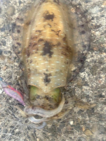 春イカ　爆釣でした