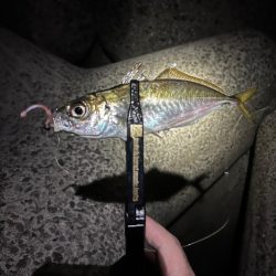 雨上がりメバリング