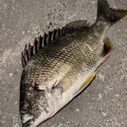 ヘチってきました