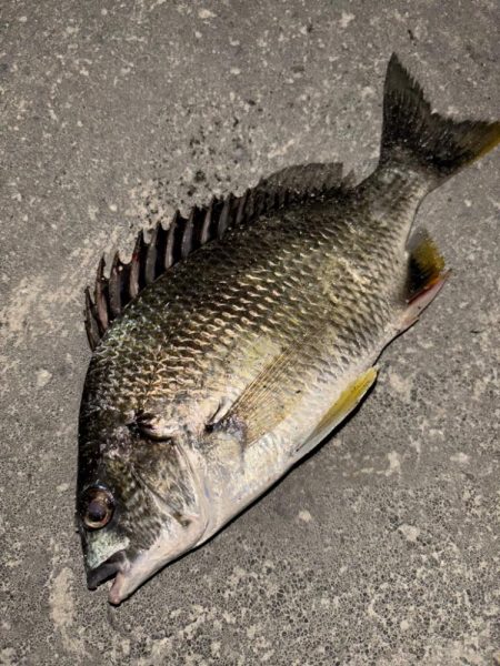 ヘチってきました