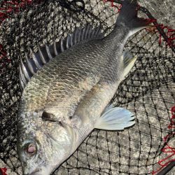 ヘチってきました