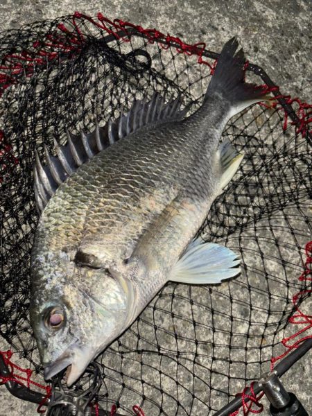 ヘチってきました