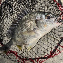 ヘチってきました