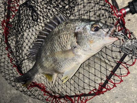 ヘチってきました