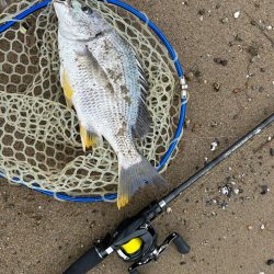 やっぱりチニング!