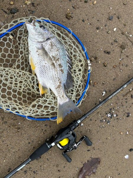 やっぱりチニング!