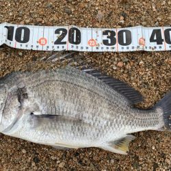 春シーバス、チヌ