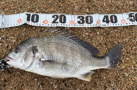 春シーバス、チヌ