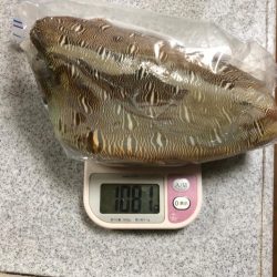 まさかのサイトでキロキャッチ