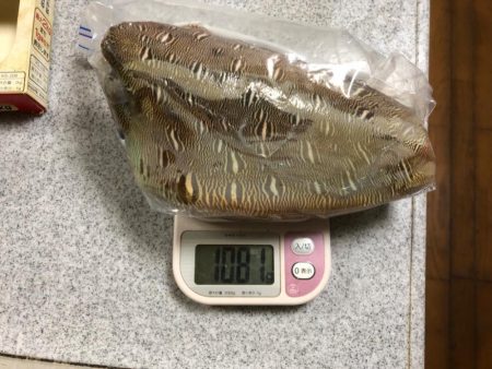 まさかのサイトでキロキャッチ