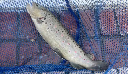 多摩湖フィッシングエリア