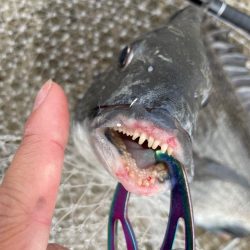 ヘチ釣り　カニ爆