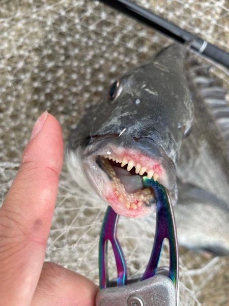 ヘチ釣り　カニ爆