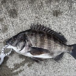 チヌ好調です♪