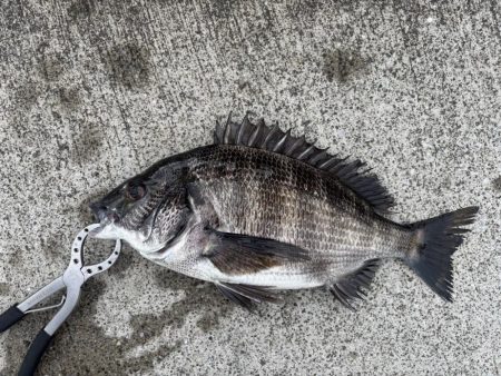 チヌ好調です♪