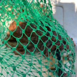 タイラバしたりして4目達成