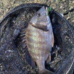 キビレ4、チヌ1