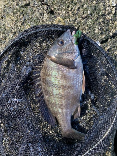 キビレ4、チヌ1