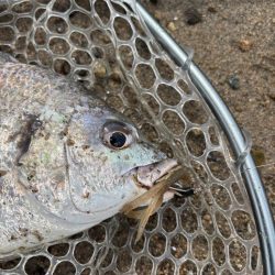 満月周り中潮の淀川キビレ