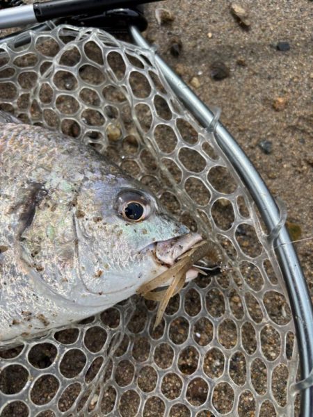 満月周り中潮の淀川キビレ