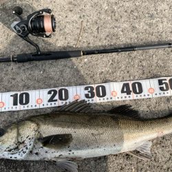 朝マヅメシーバス2匹