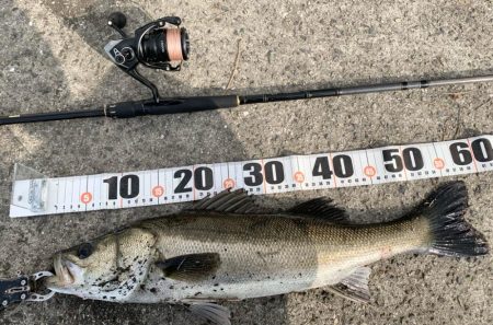 朝マヅメシーバス2匹