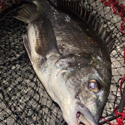 ヘチってきました