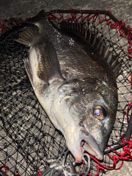 ヘチってきました