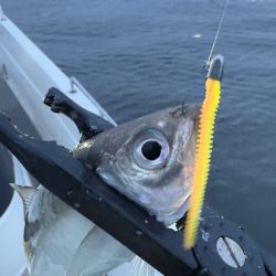 メバル・アジ/メバリング・アジング